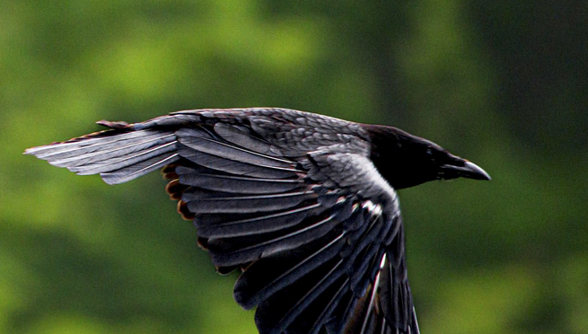 American Crow vs. Common Raven ID